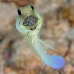 jawfish_yellowhead_dd_fc_v_0434_tci1637.jpg